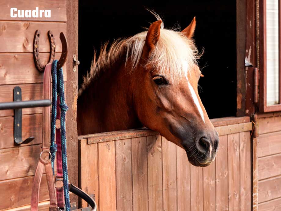 cuadra caballos guarnicioenría en Vilafranca del Penedès cuadra caballos guarnicioenría en Vilafranca del Penedès